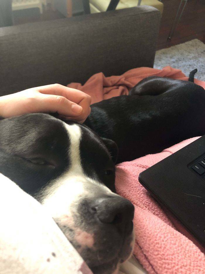 Rescued And Adopted Pet Stories Are So Sweet!