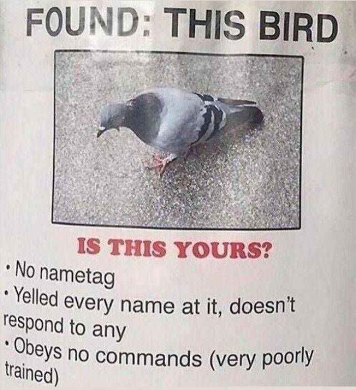 A Dose Of Feathery Humor Brought To You By Birds