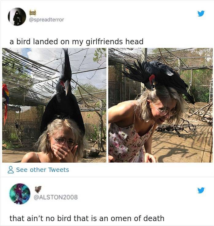 A Dose Of Feathery Humor Brought To You By Birds