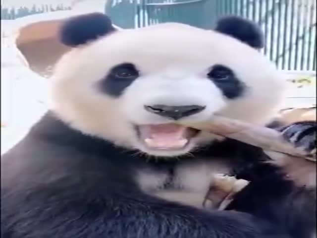 Just A Snacking Panda