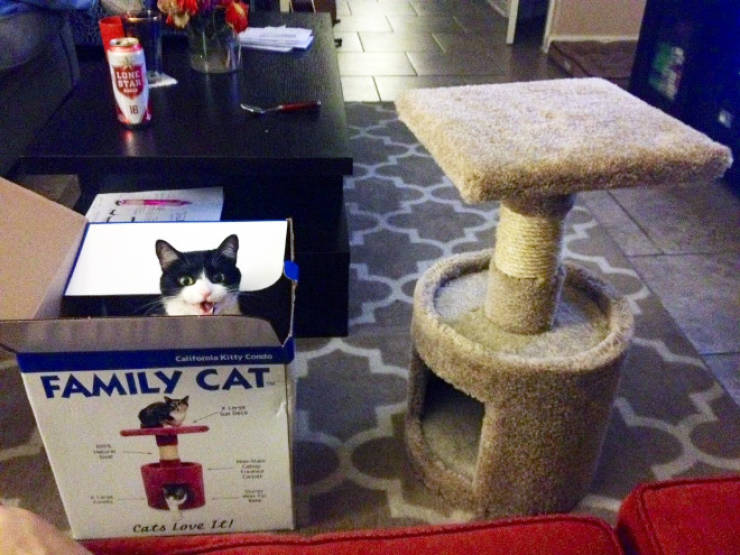 Cats Care About Every Single Gift…