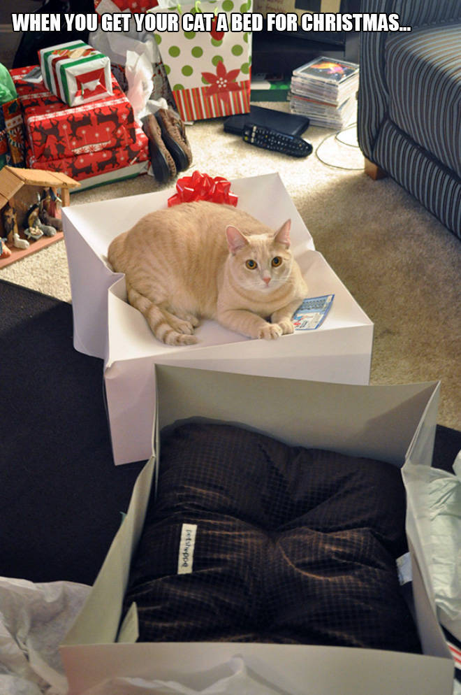 Cats Care About Every Single Gift…
