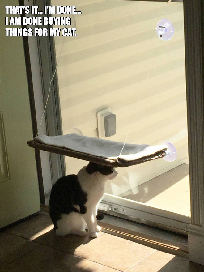 Cats Care About Every Single Gift…