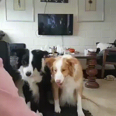 Daily Gifdump