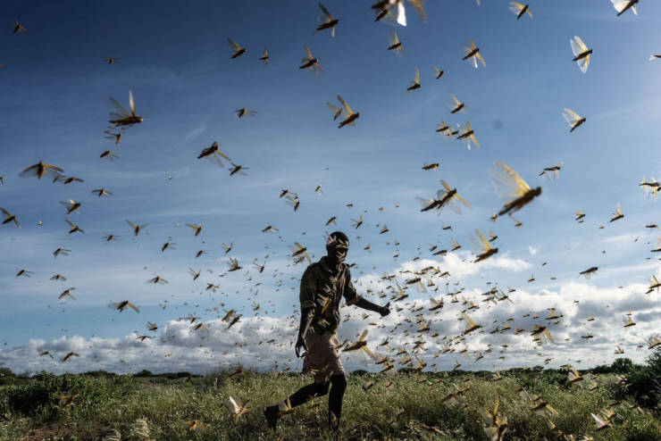 An Epic Locust Swarm In Africa