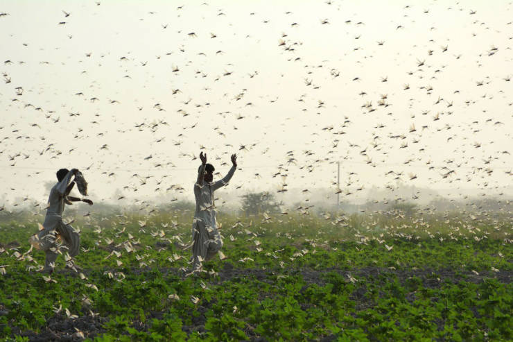 An Epic Locust Swarm In Africa