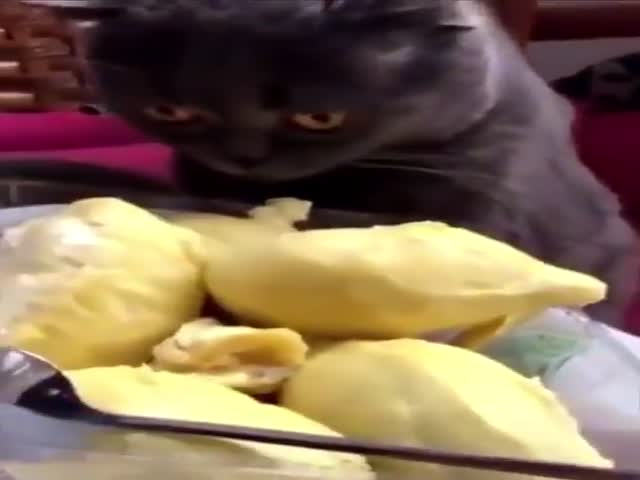 Reaction To Durian Fruit