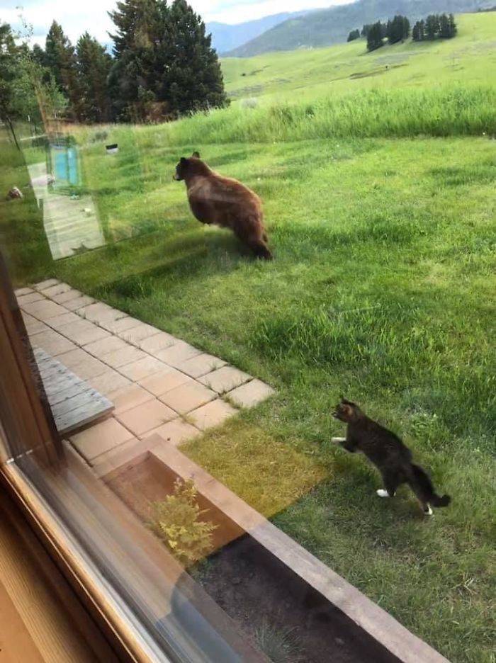 These Animals Are Not Having Their Best Day…