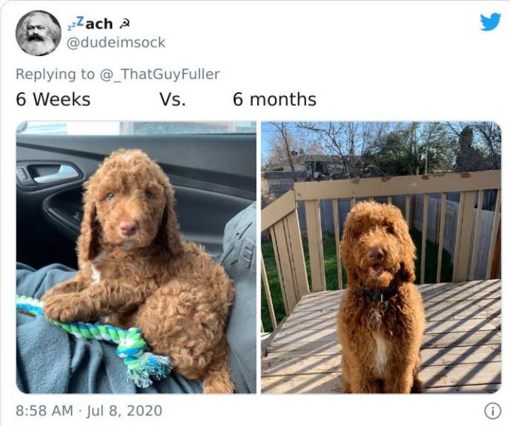 Dogs As Puppies Vs. As Adults
