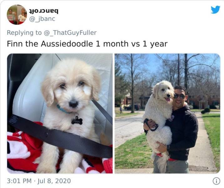 Dogs As Puppies Vs. As Adults