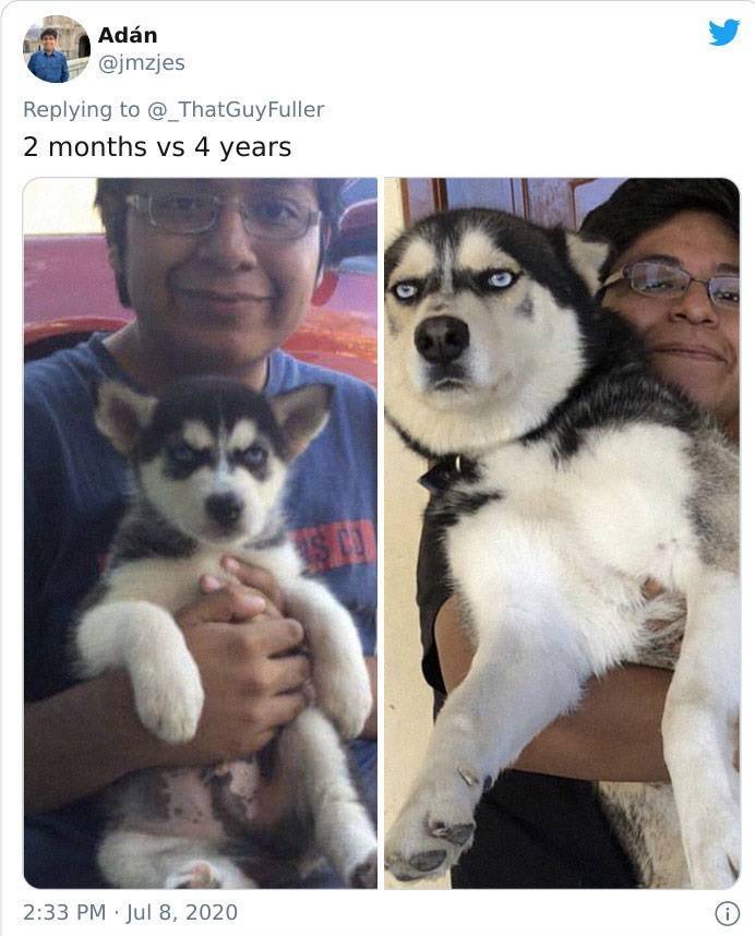 Dogs As Puppies Vs. As Adults