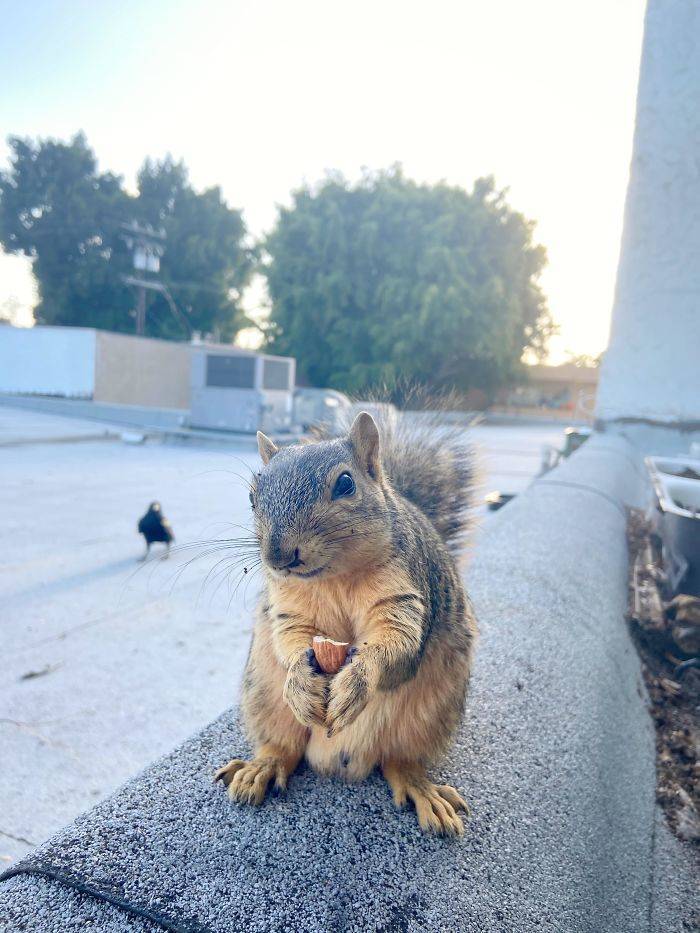 Squirrels Are Fantastic!
