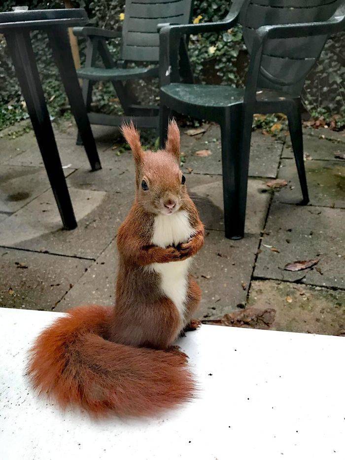 Squirrels Are Fantastic!