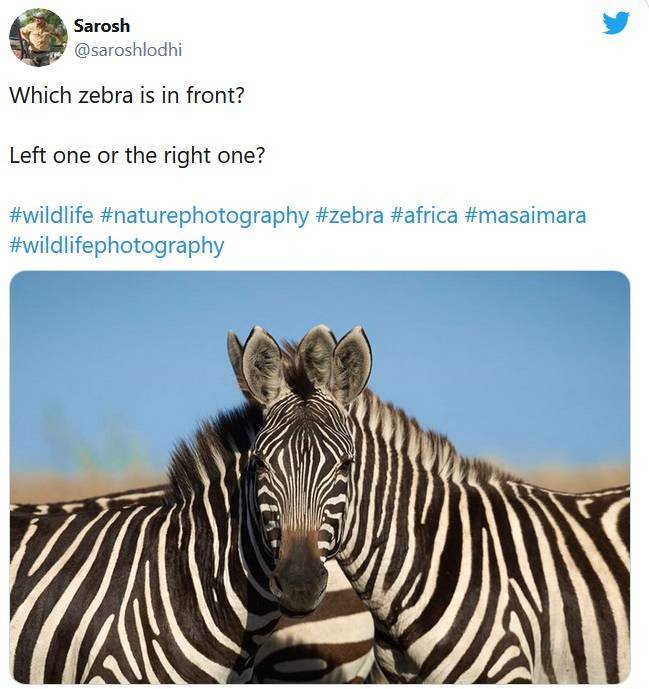 Internet Can’t Decide Which Zebra Is In Front In This Photo…