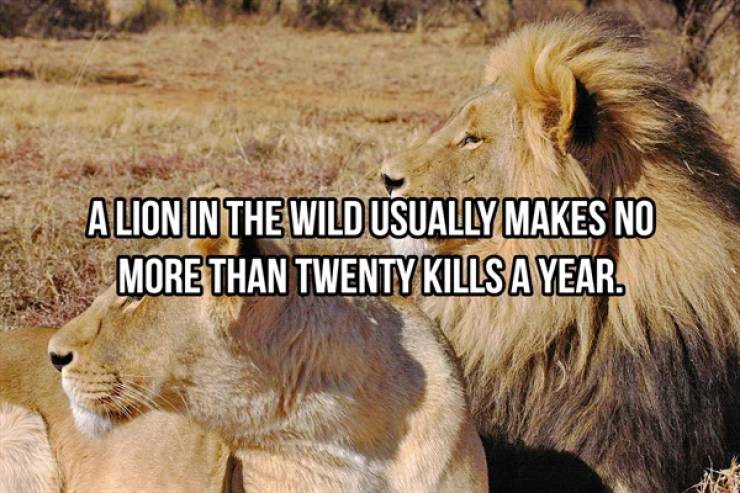 These Are Some Wildly Random Animal Facts
