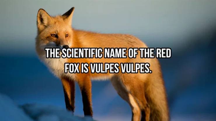 These Are Some Wildly Random Animal Facts