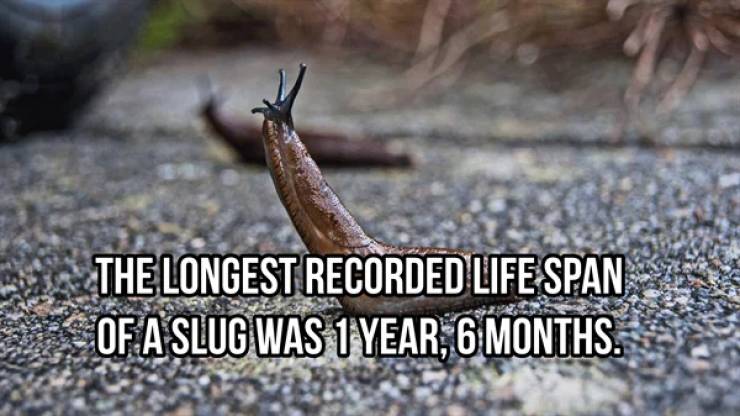 These Are Some Wildly Random Animal Facts