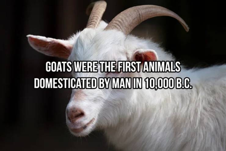 These Are Some Wildly Random Animal Facts