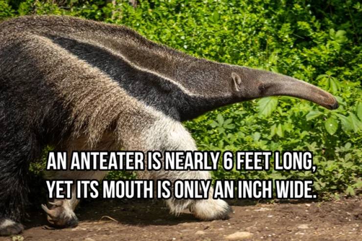 These Are Some Wildly Random Animal Facts