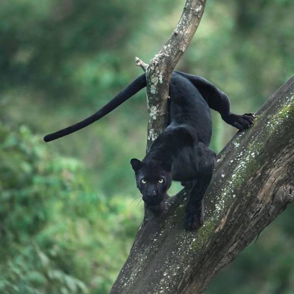 Photographer Gets A Chance To Photograph A Unique Animal Amidst Indian Jungles – A Black Panther
