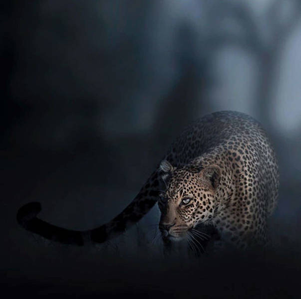 Photographer Gets A Chance To Photograph A Unique Animal Amidst Indian Jungles – A Black Panther