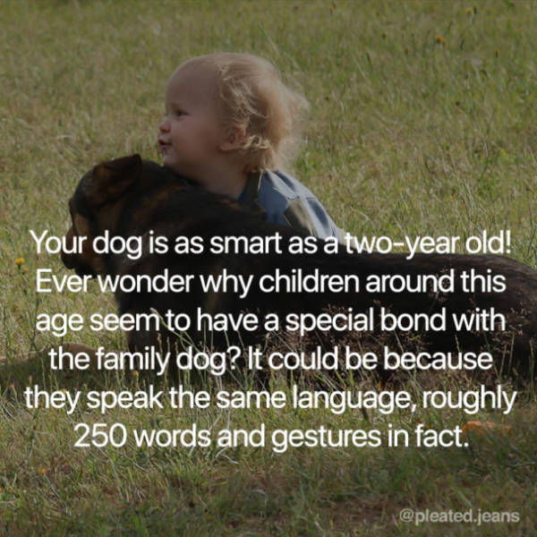 Four-Legged Facts About Dogs