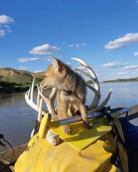 Canadian Kayaker Saves A Coyote Pup While On A Trip