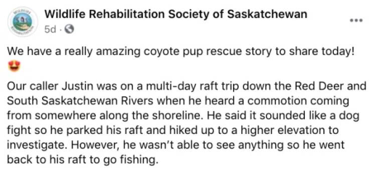 Canadian Kayaker Saves A Coyote Pup While On A Trip