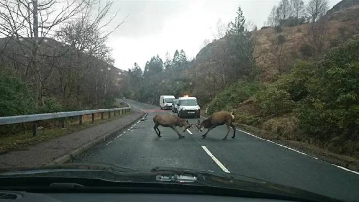 Meanwhile In Scotland…