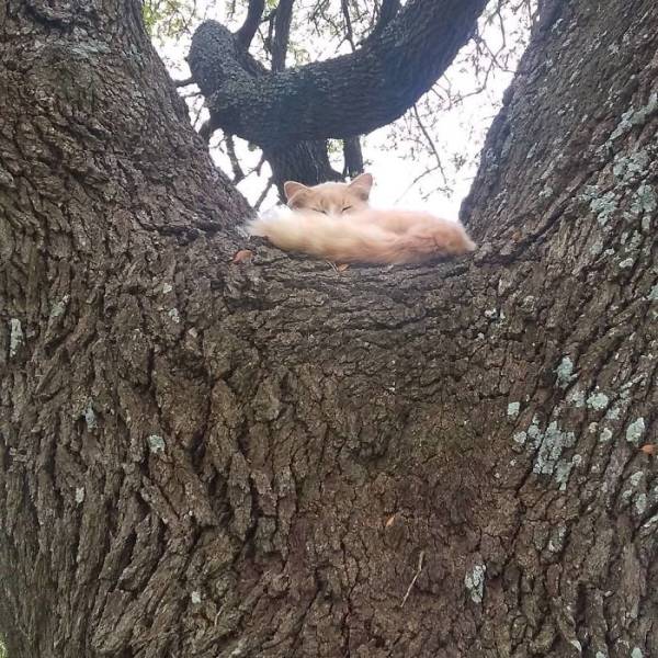 Of Course Cats Can Sleep In Trees, Why Not?