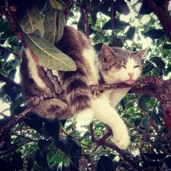 Of Course Cats Can Sleep In Trees, Why Not? (30 PICS) - Izismile.com