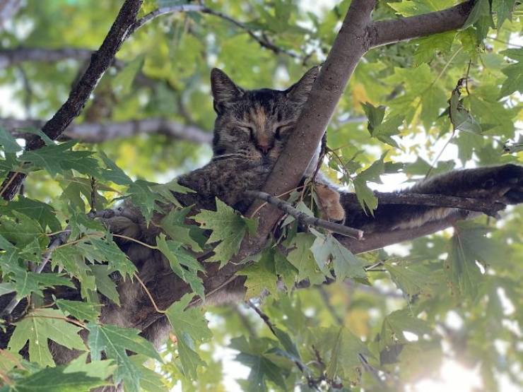 Of Course Cats Can Sleep In Trees, Why Not?