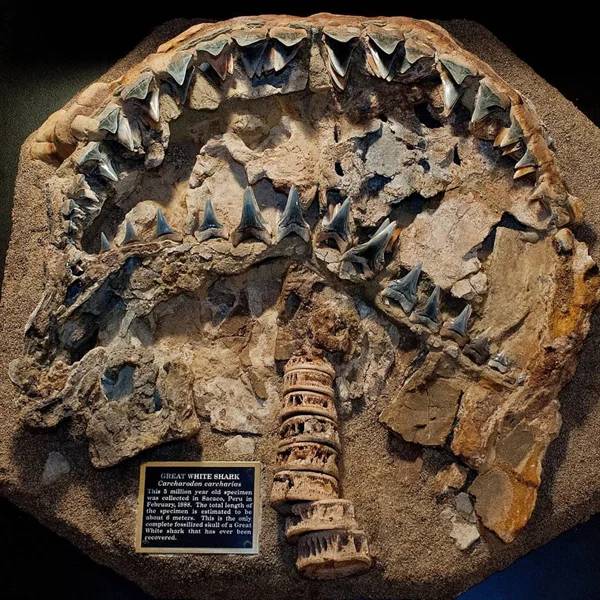 Take A Look At These Fascinating Fossils!