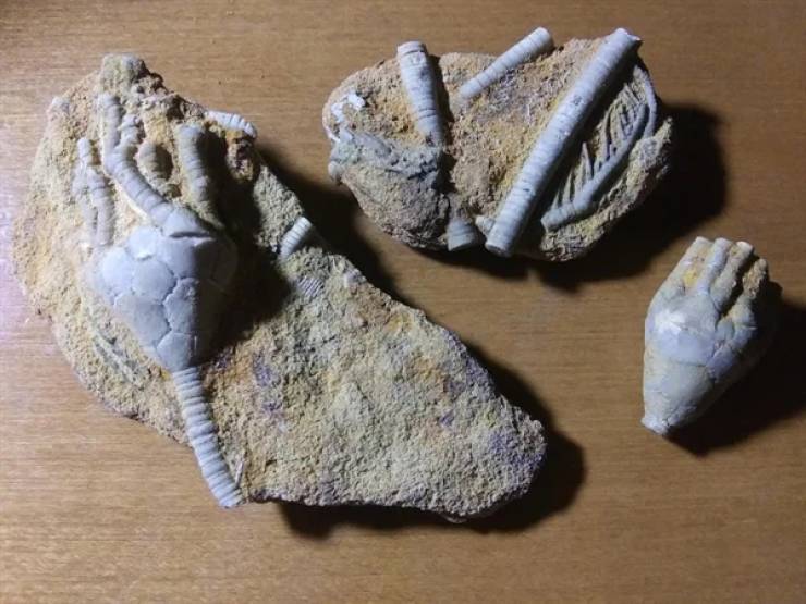 Take A Look At These Fascinating Fossils!