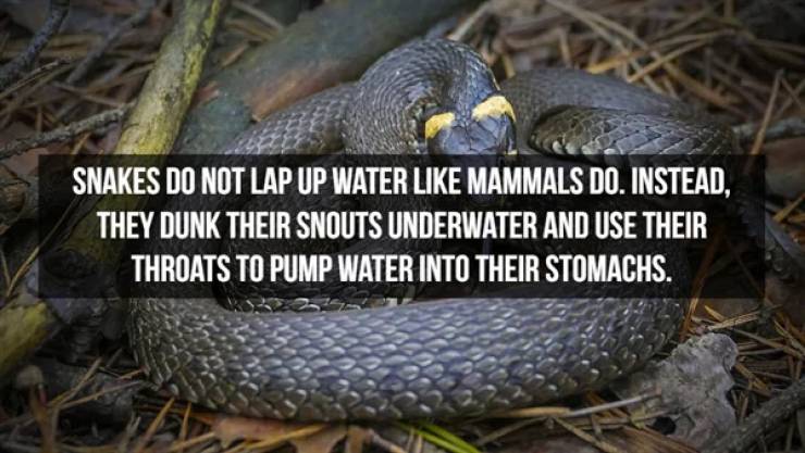 Slithering Facts About Snakes