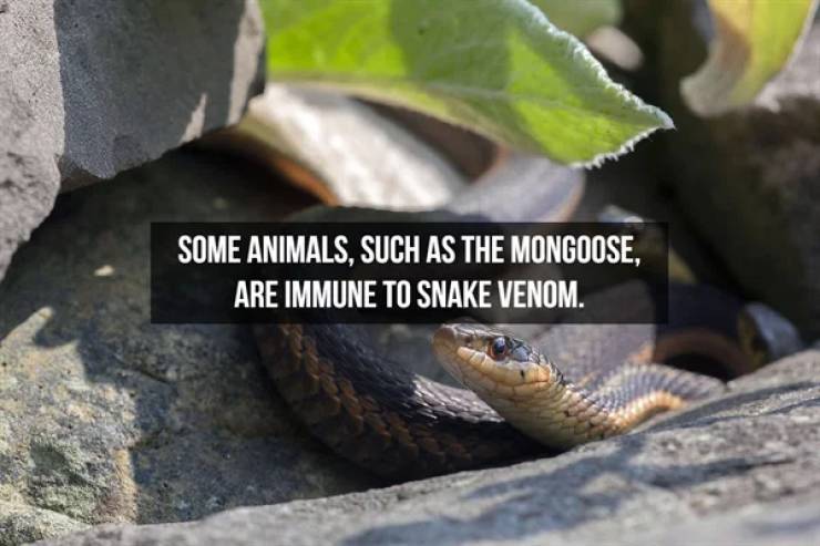 Slithering Facts About Snakes