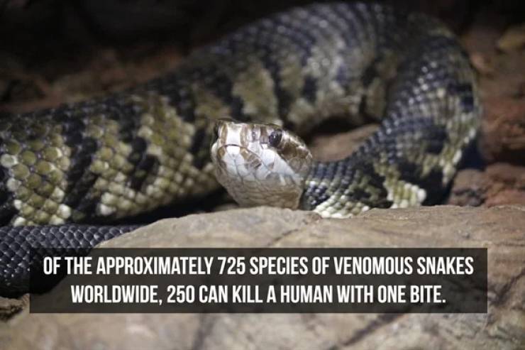 Slithering Facts About Snakes