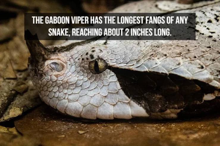 Slithering Facts About Snakes