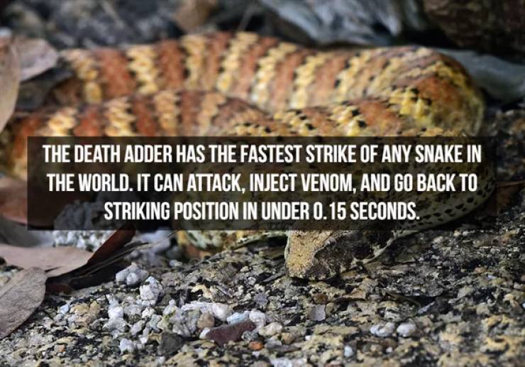 Slithering Facts About Snakes