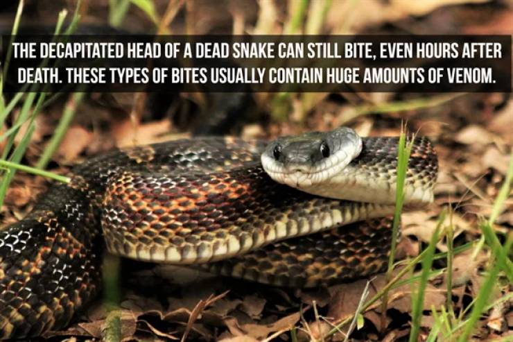 Slithering Facts About Snakes