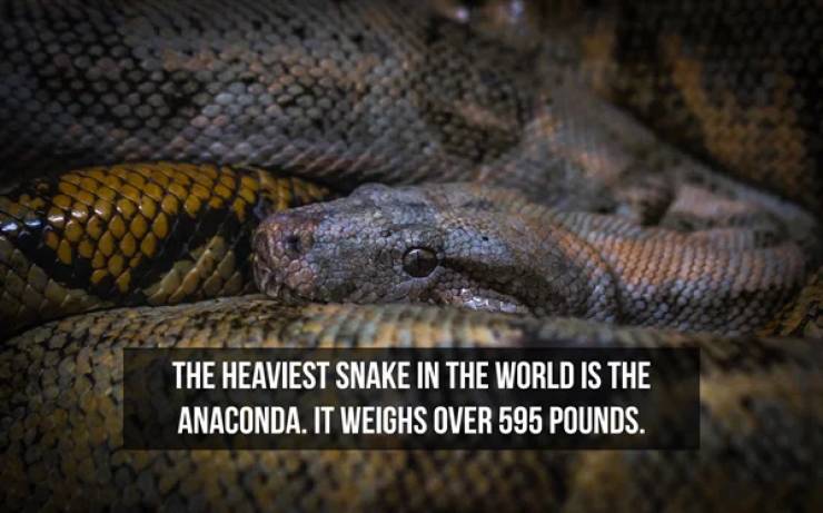 Slithering Facts About Snakes