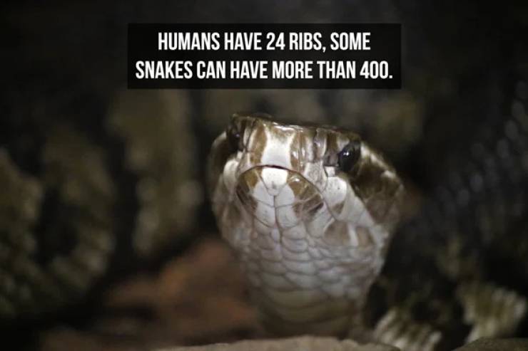 Slithering Facts About Snakes