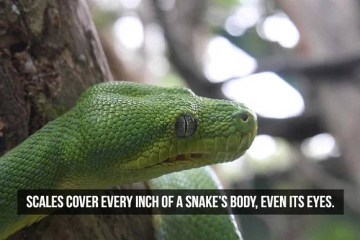 Slithering Facts About Snakes