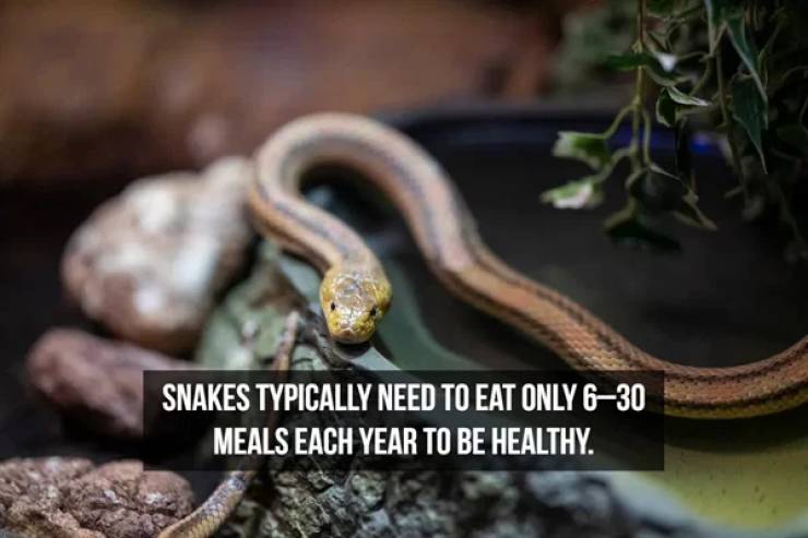 Slithering Facts About Snakes