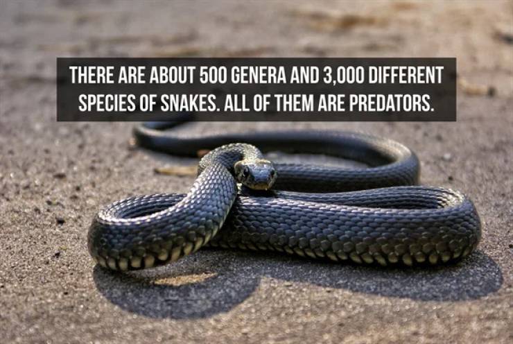 Slithering Facts About Snakes