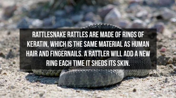 Slithering Facts About Snakes