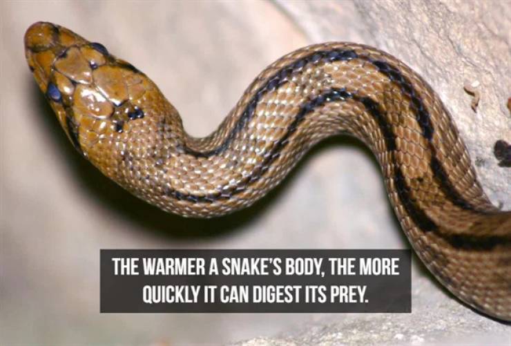 Slithering Facts About Snakes