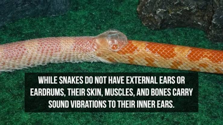 Slithering Facts About Snakes