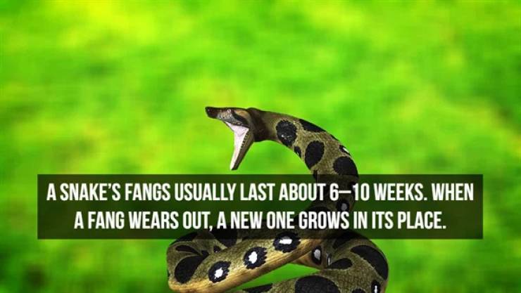 Slithering Facts About Snakes