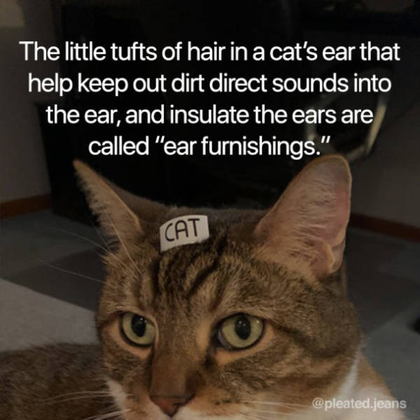 Cats Are Interesting!